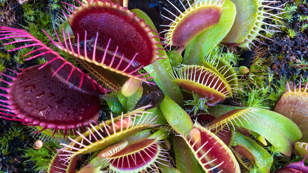 Venus Flytrap - Dionaea muscipula 2 for $30