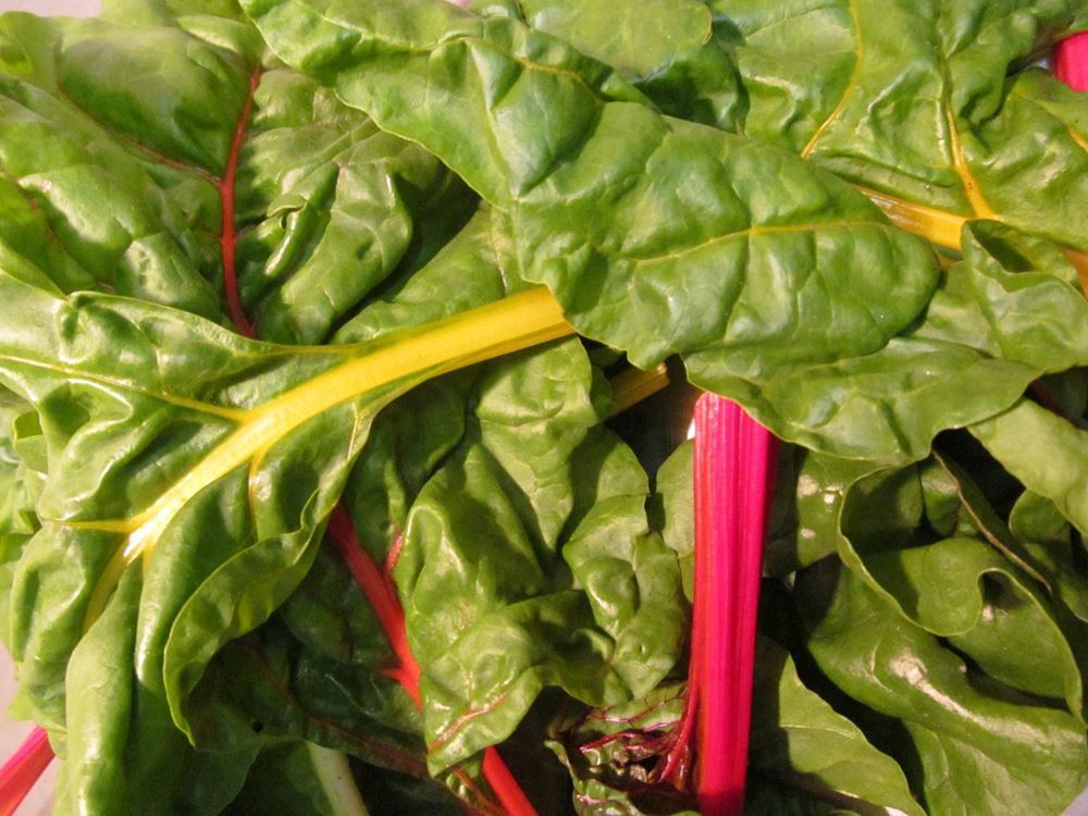 Chard (Rainbow)