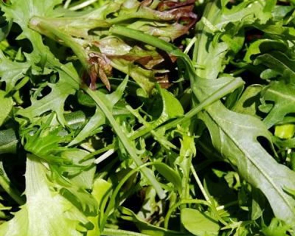 Organic salad bag