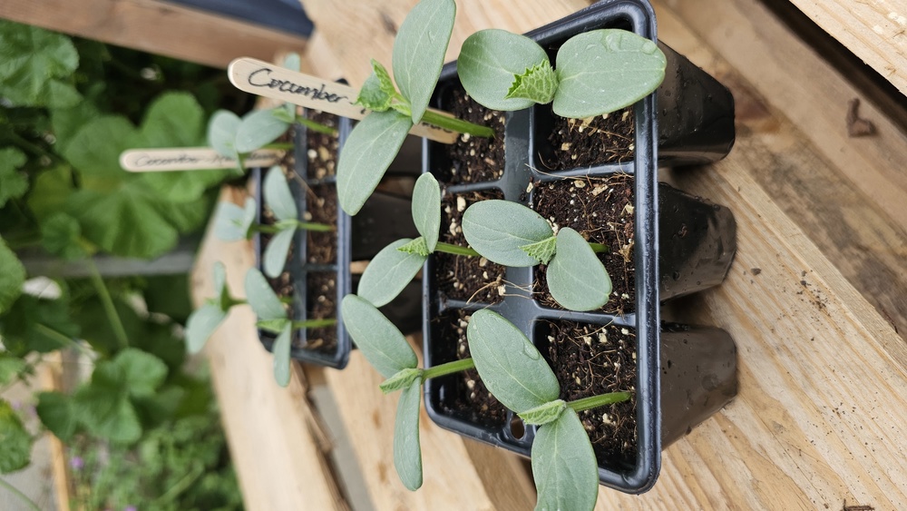 ( Plugs x6) Cucumber - Marketmore (Own Grown)