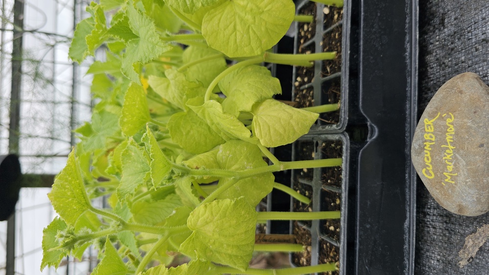 ( Plugs x6) Cucumber - Marketmore (Own Grown)