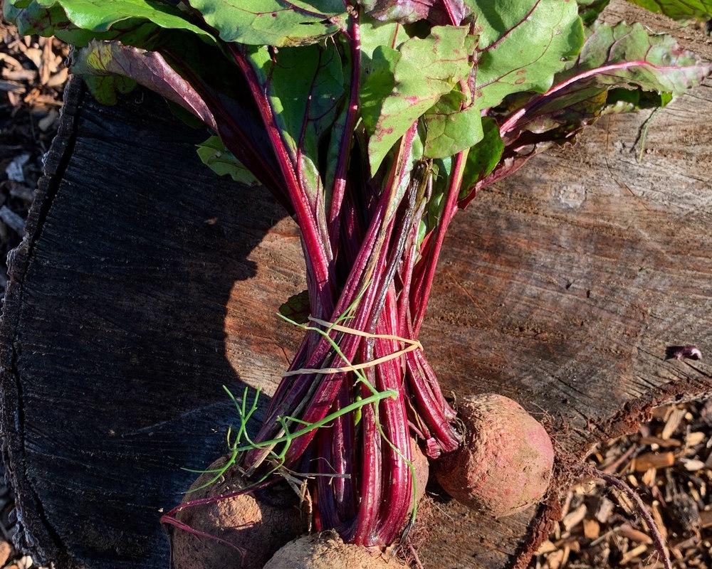 Bunched Beetroot