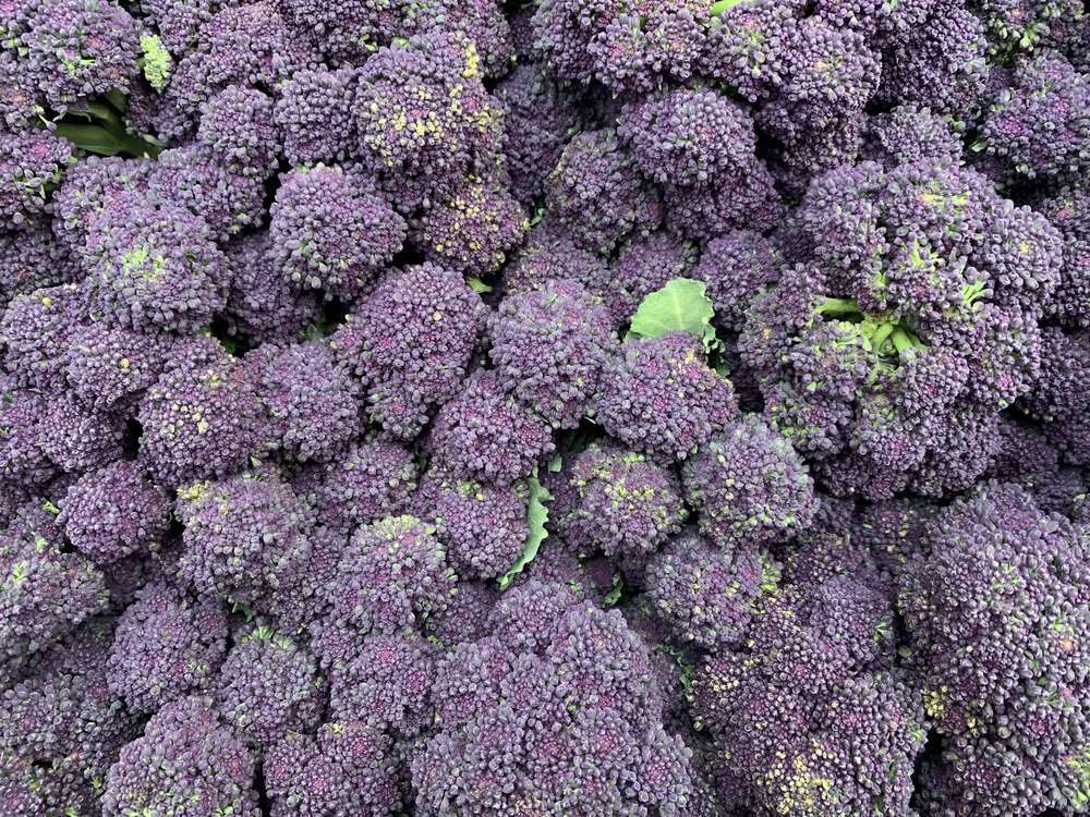 Purple Sprouting Brocolli