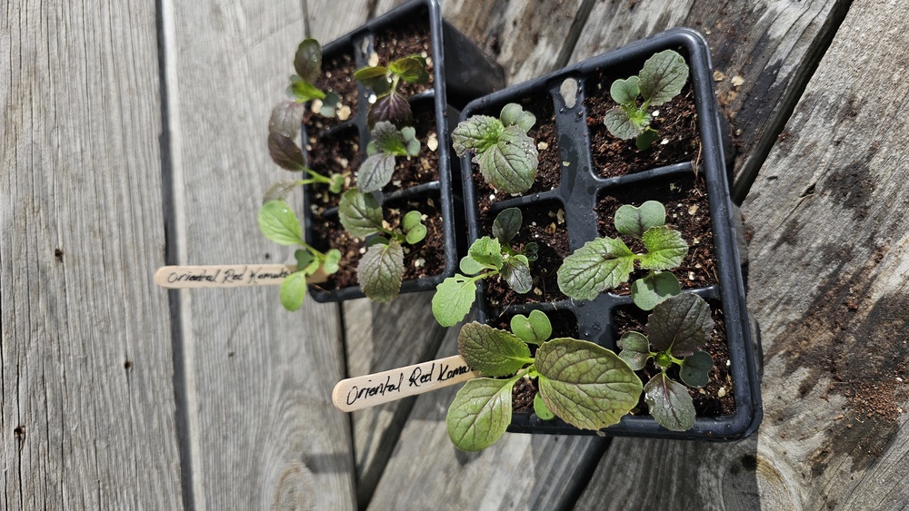 ( Plugs x6) Oriental red komatsuna (Own Grown)