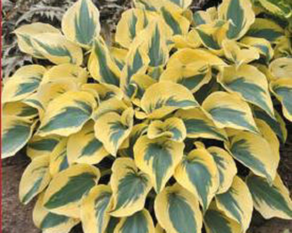 Hosta's - Various varieties see description