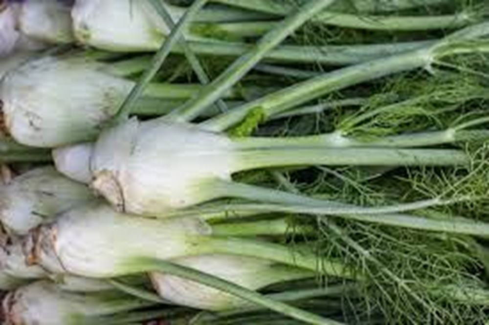 Fennel with Tops (Yorkshire, UK)