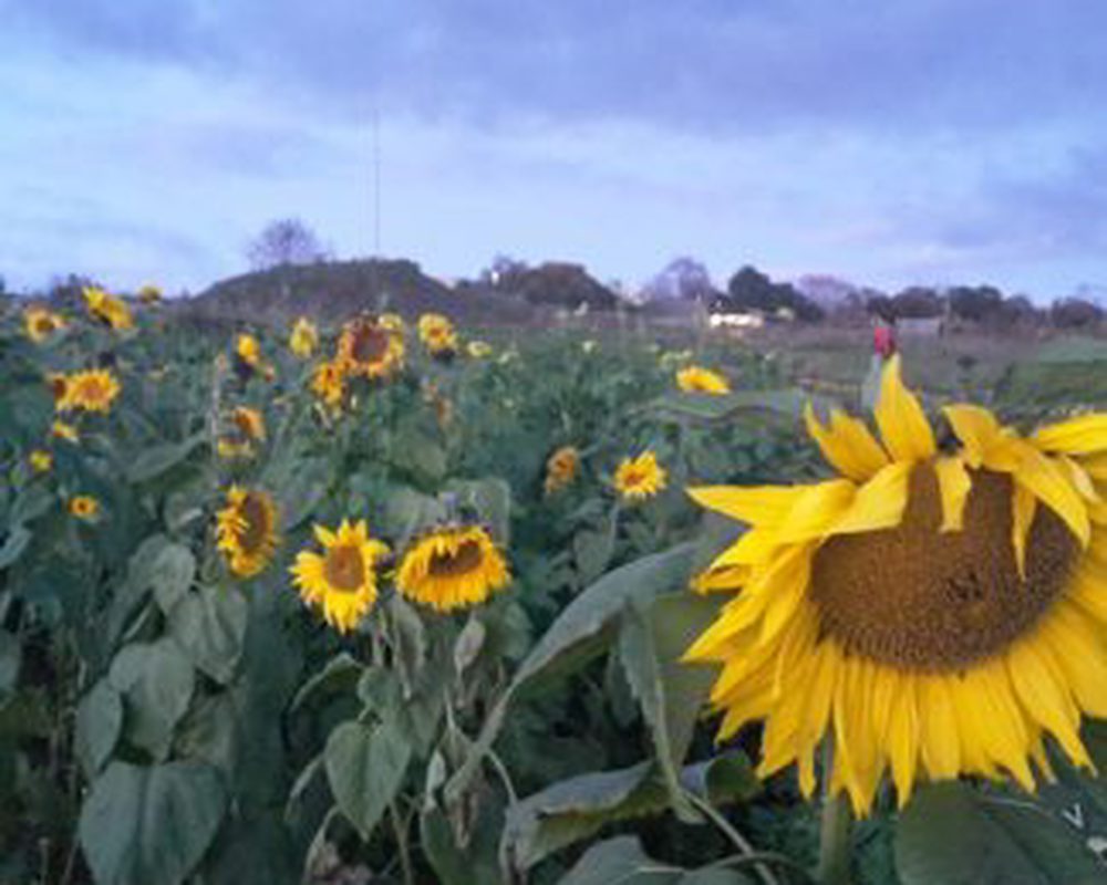 Sunflower (Giant Yellow)