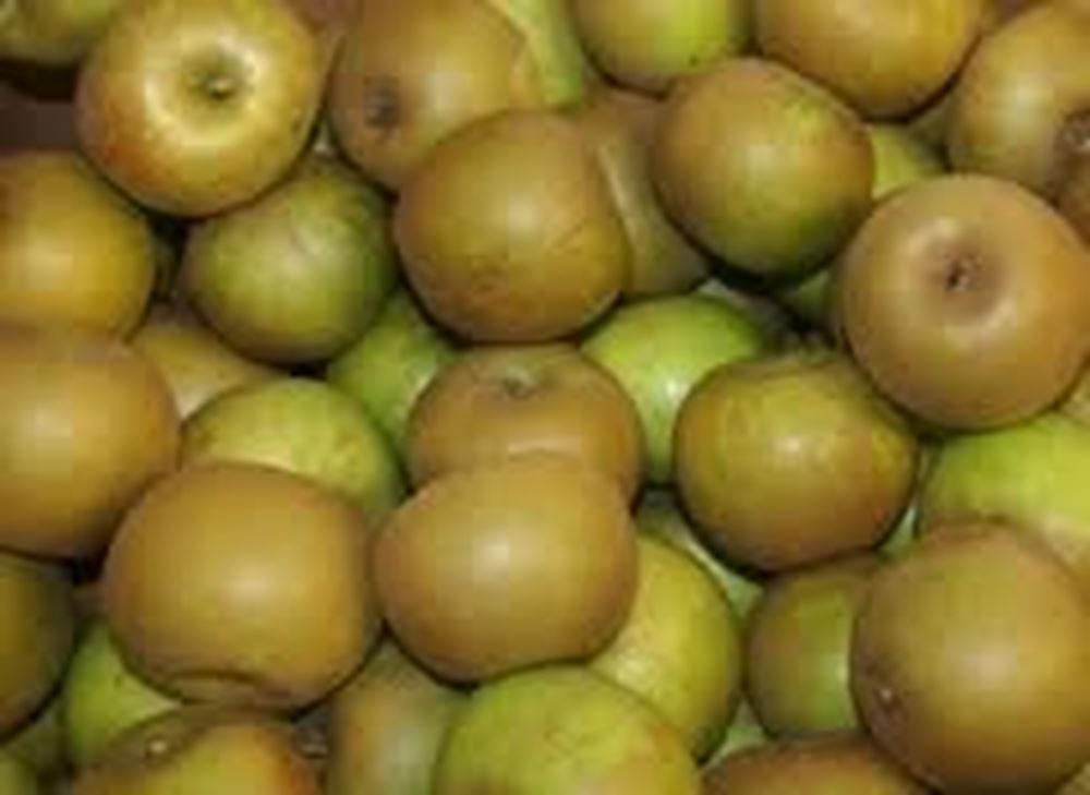 Apples - Russett (Herefordshire, UK)