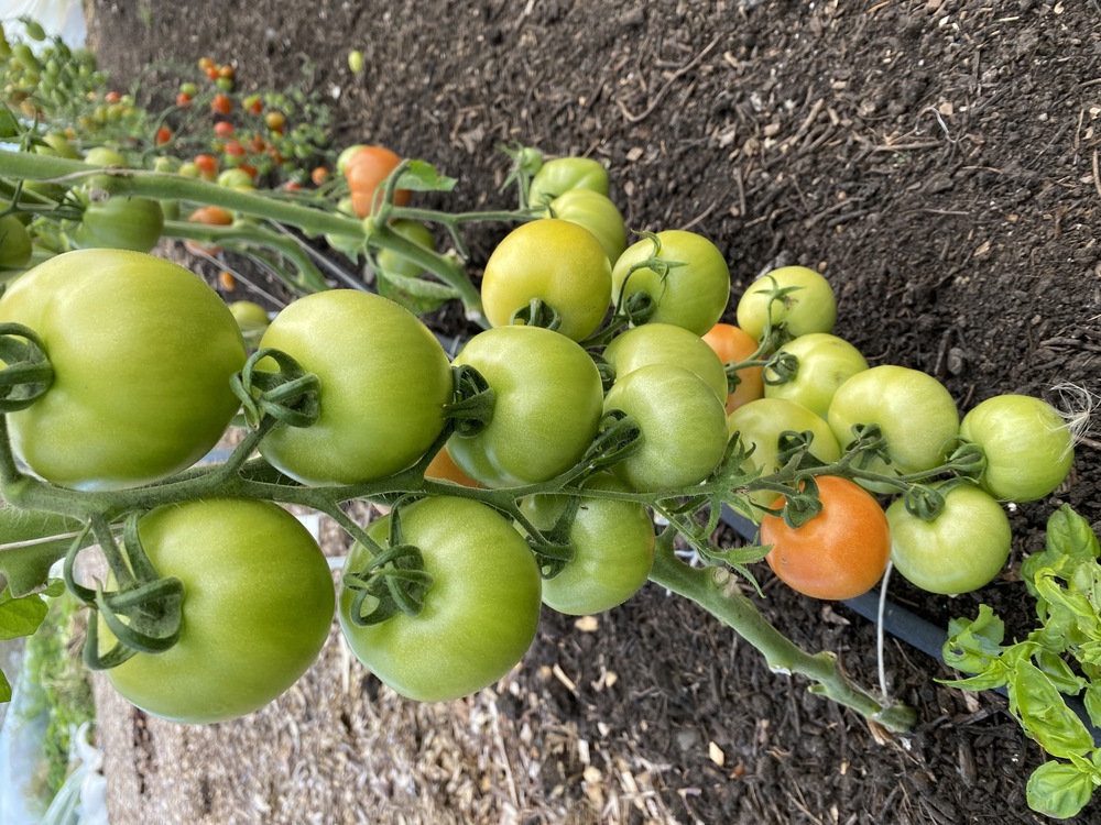 Green Tomatoes