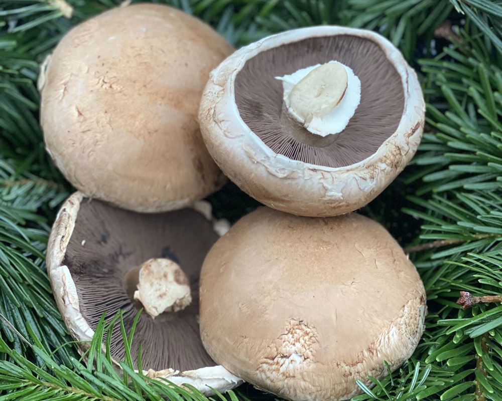 Mushrooms, Portobello - approx 200g - Organic