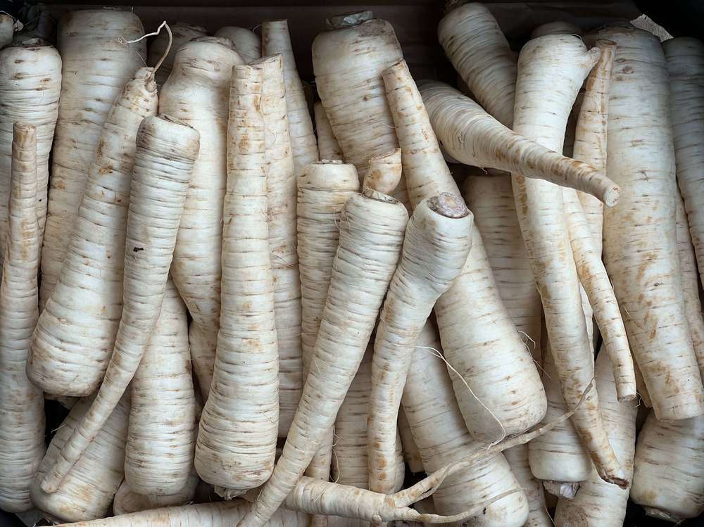 Parsley Root (Netherlands)
