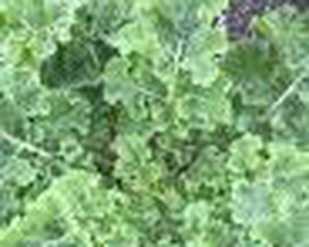 Kale - Organic Pentland Brigg