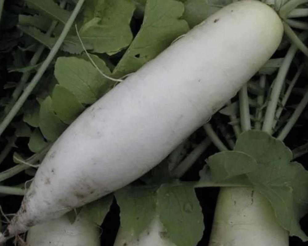 Daikon (White Radish)