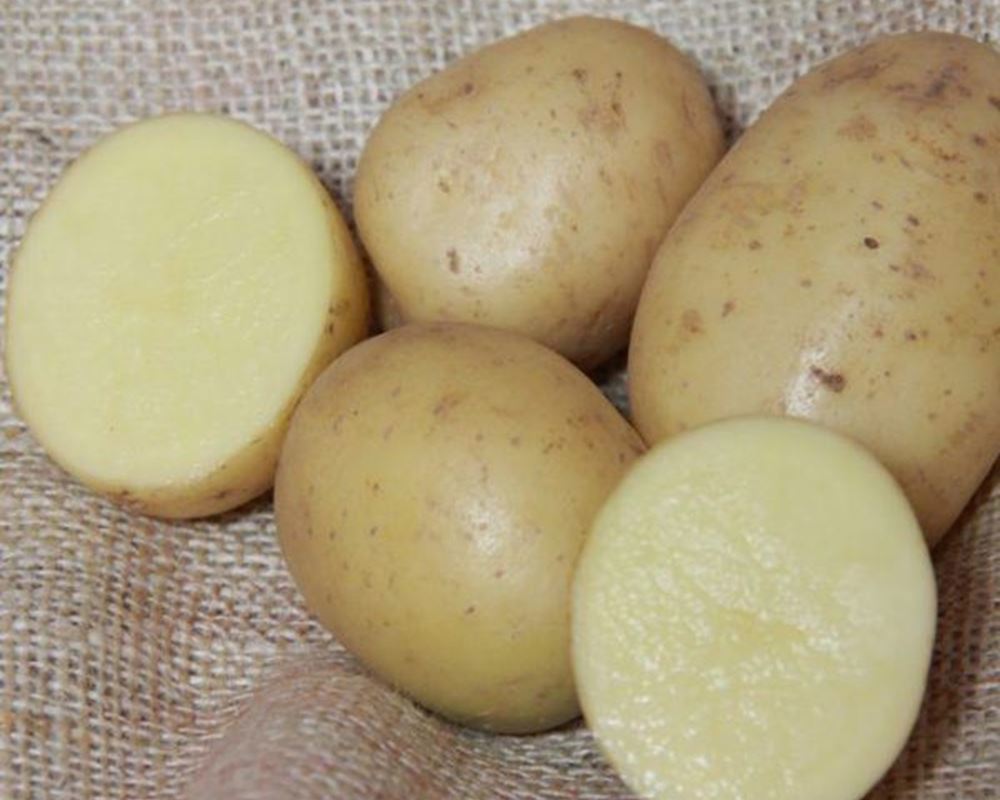 Potato: Orla 12.5kg