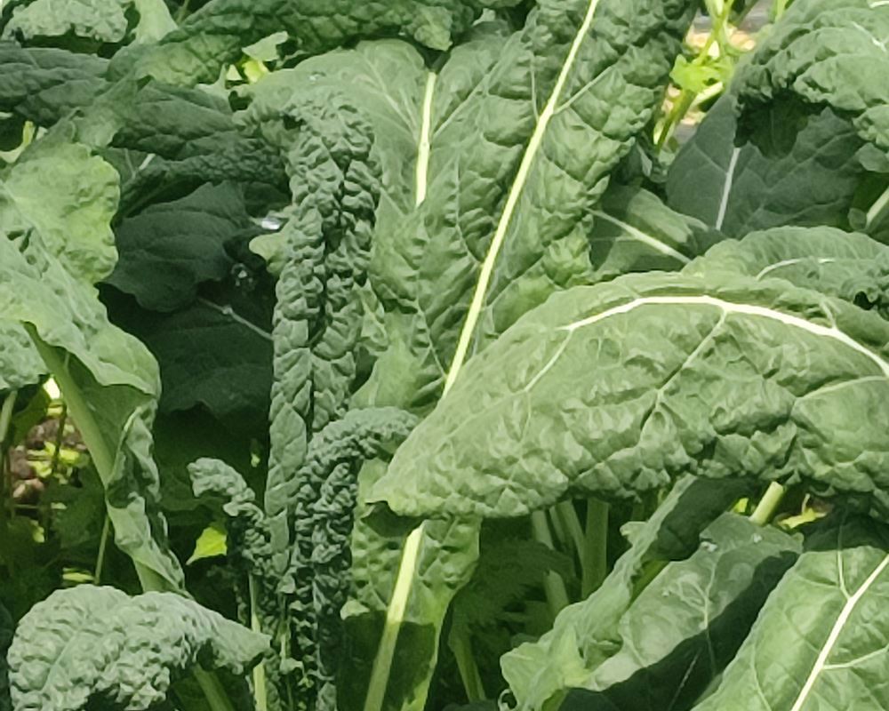 Cavolo Nero 250g (Own Grown)