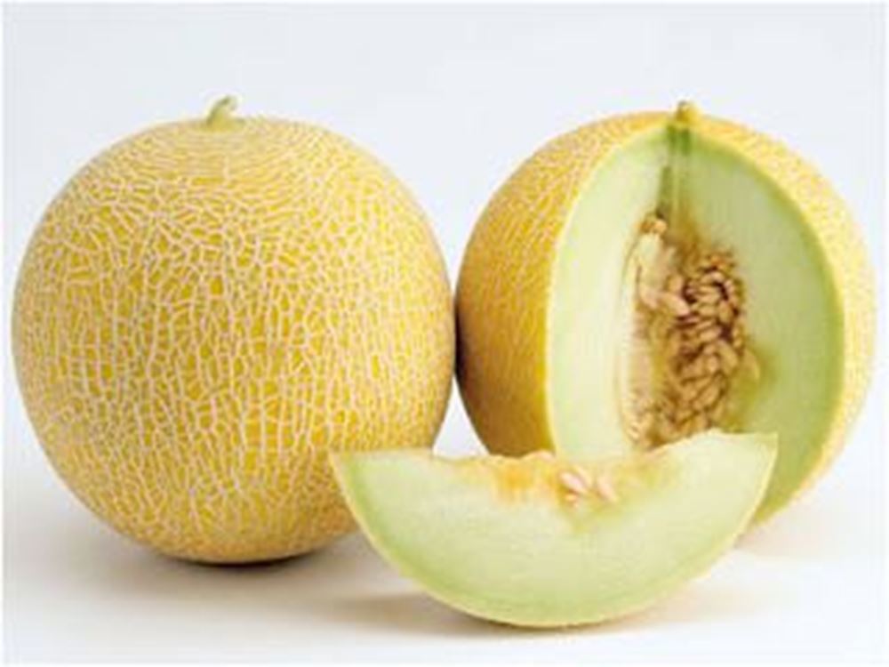 Melon Honeydew