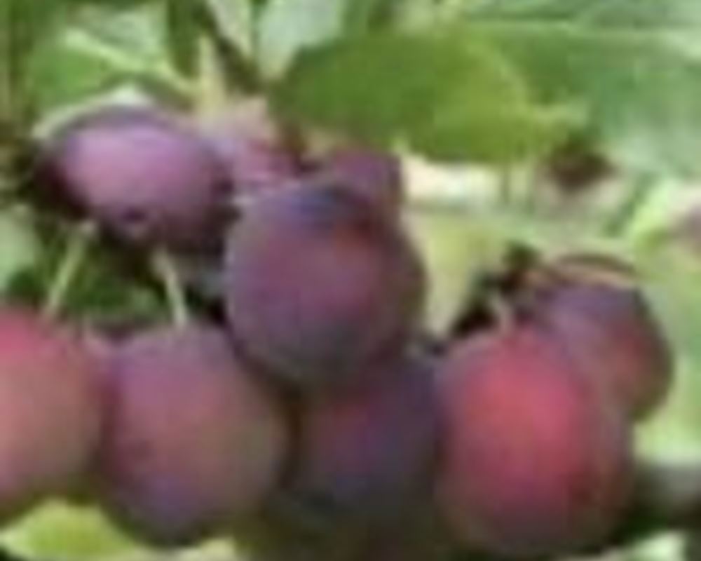 Plum (200g) 🇬🇧