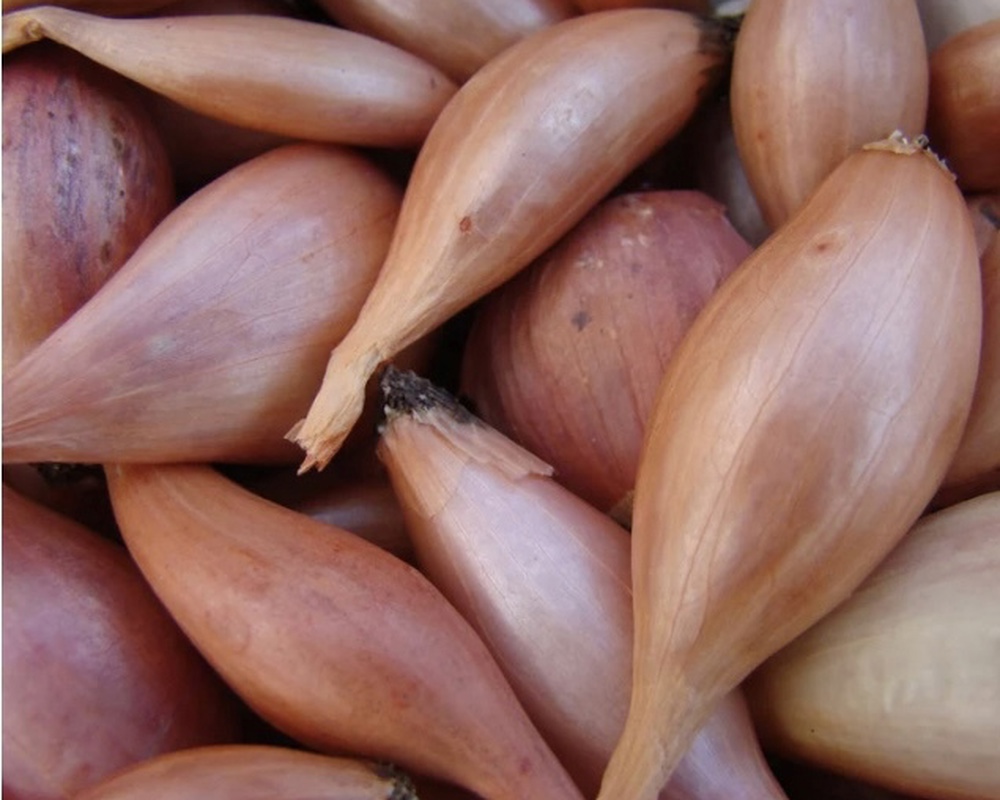 Shallots