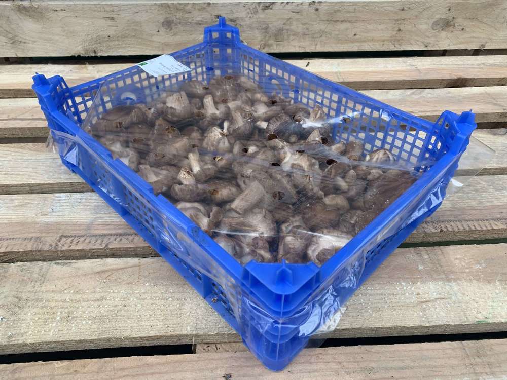 Orgainc Mushroom Shiitake