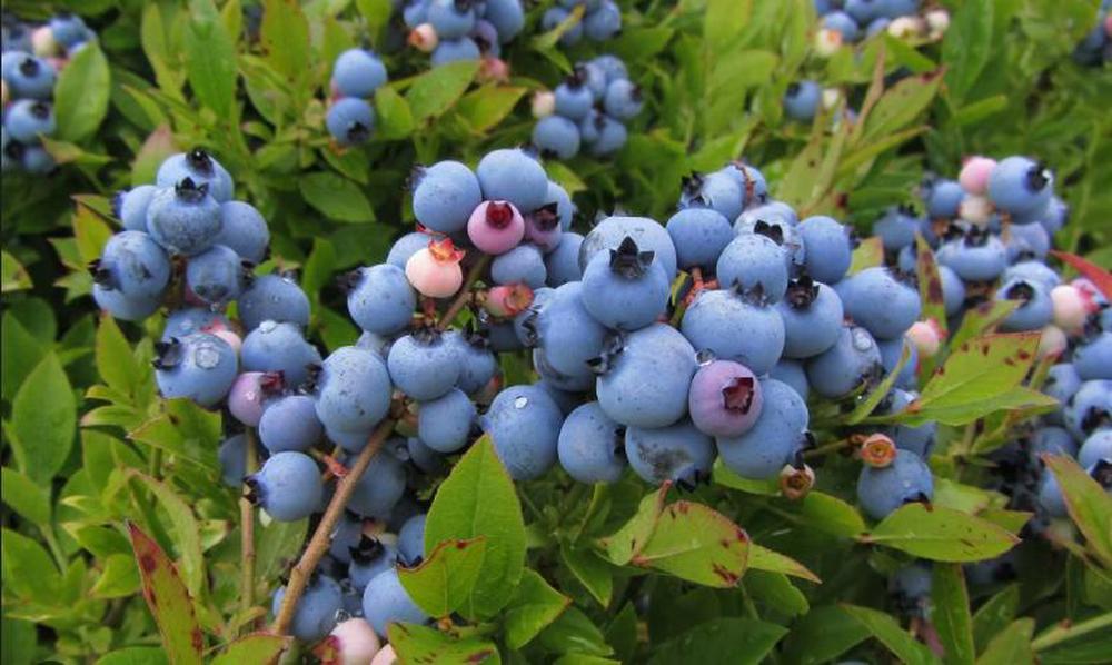 Blueberry - Vaccinium Angustifolium