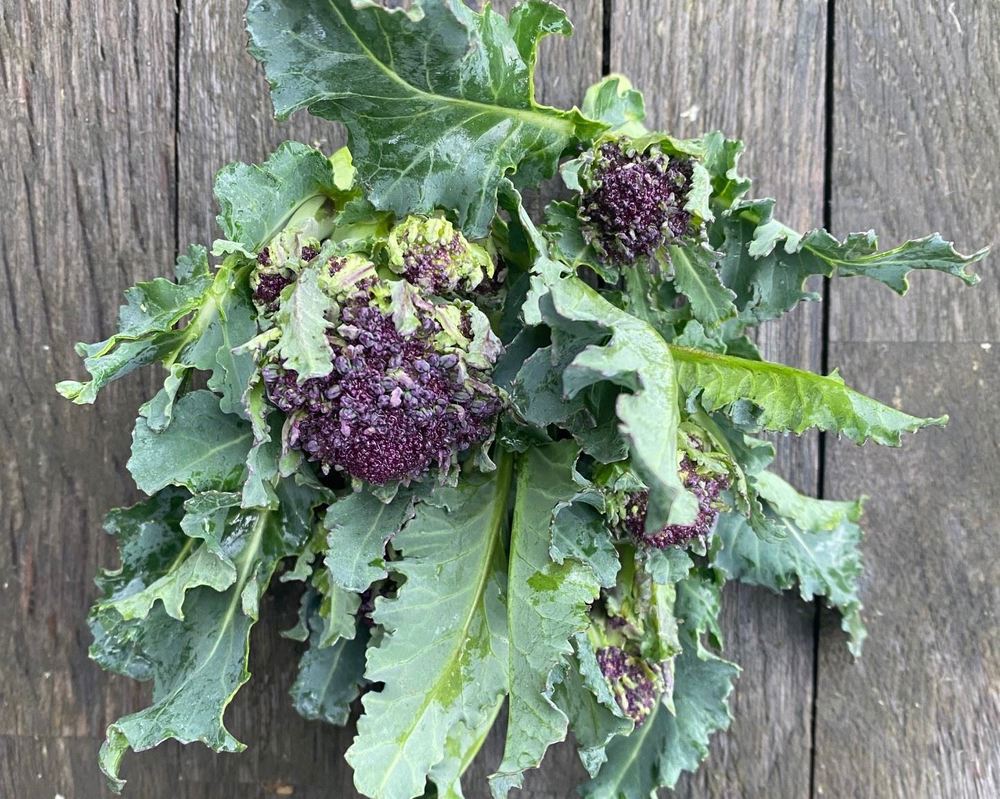 Broccoli: Purple Sprouting