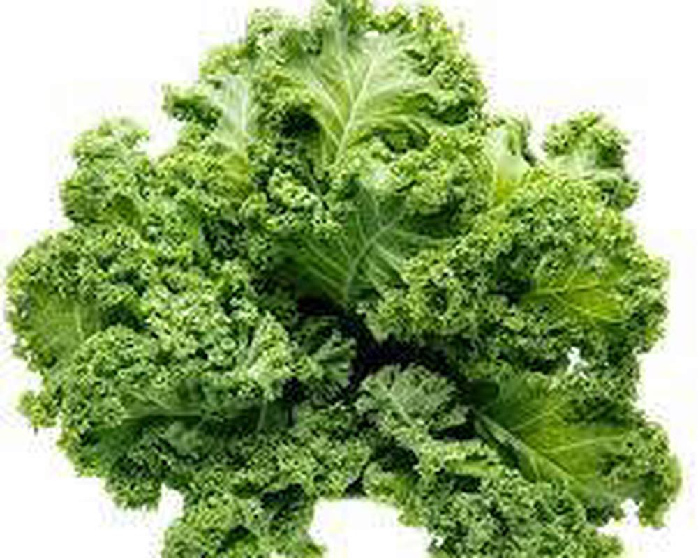 Kale - Curly