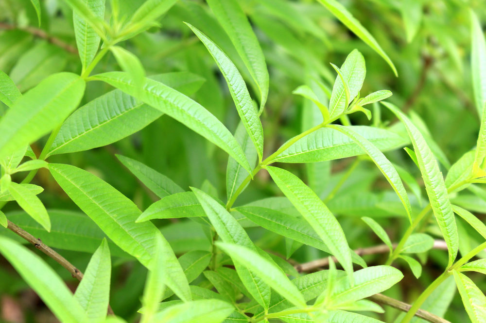 Lemon Verbena add on