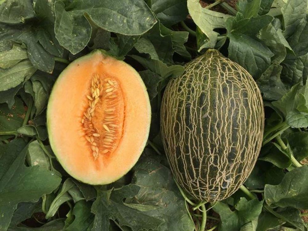 Melon Piel De Sapo