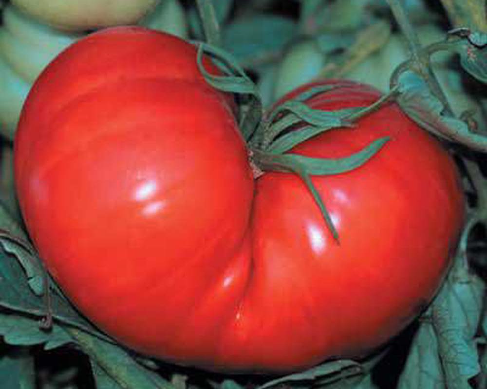Tomato: Beefsteak