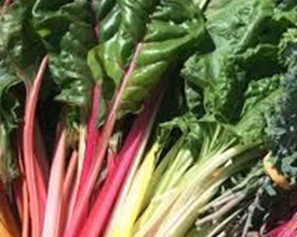 Chard Rainbow