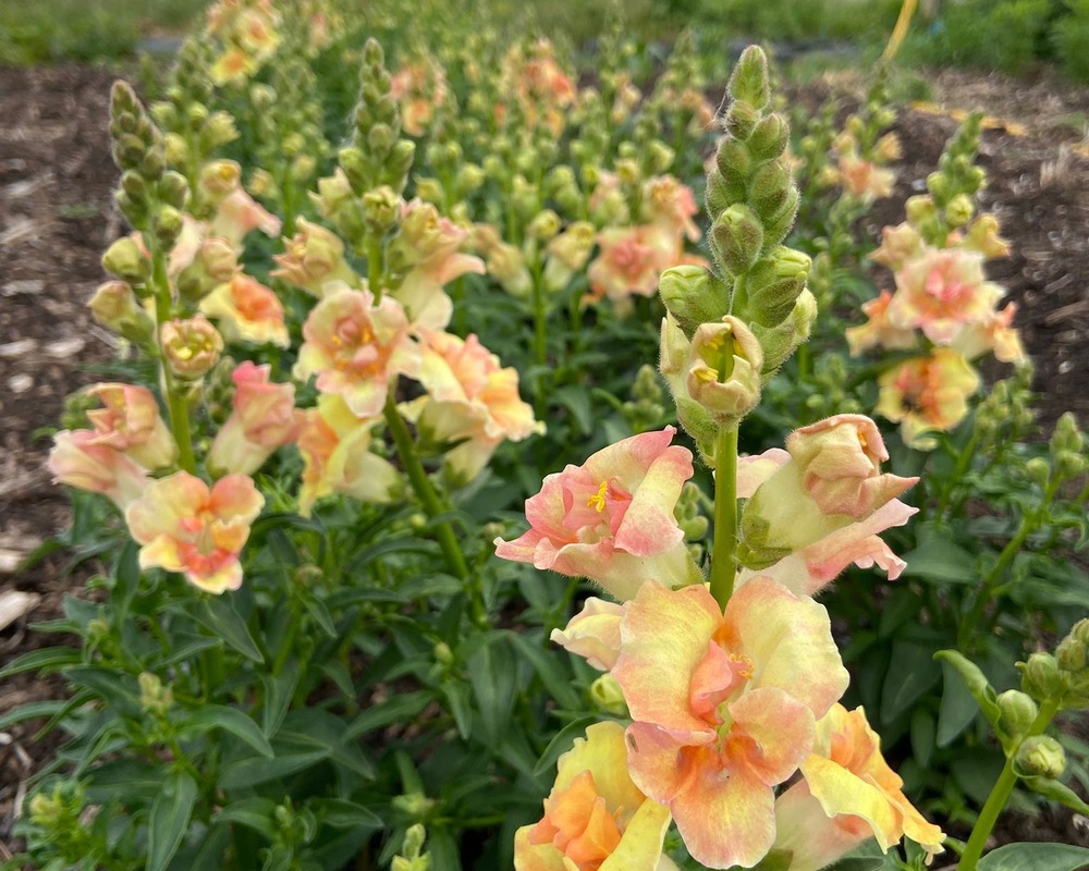 Snap dragon posie