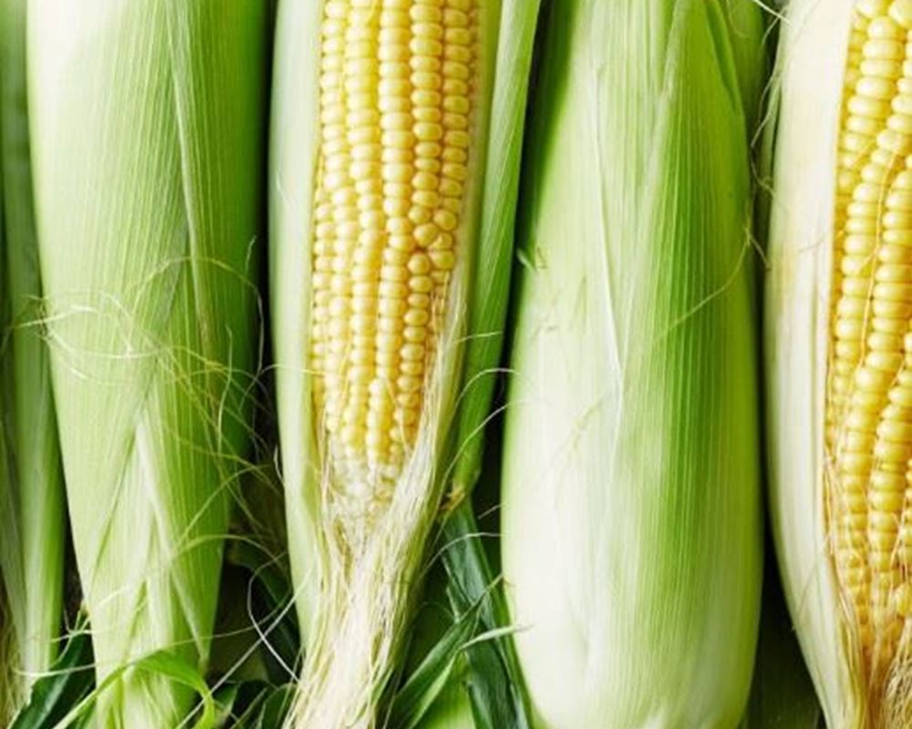 Sweetcorn (Corn on the Cob)