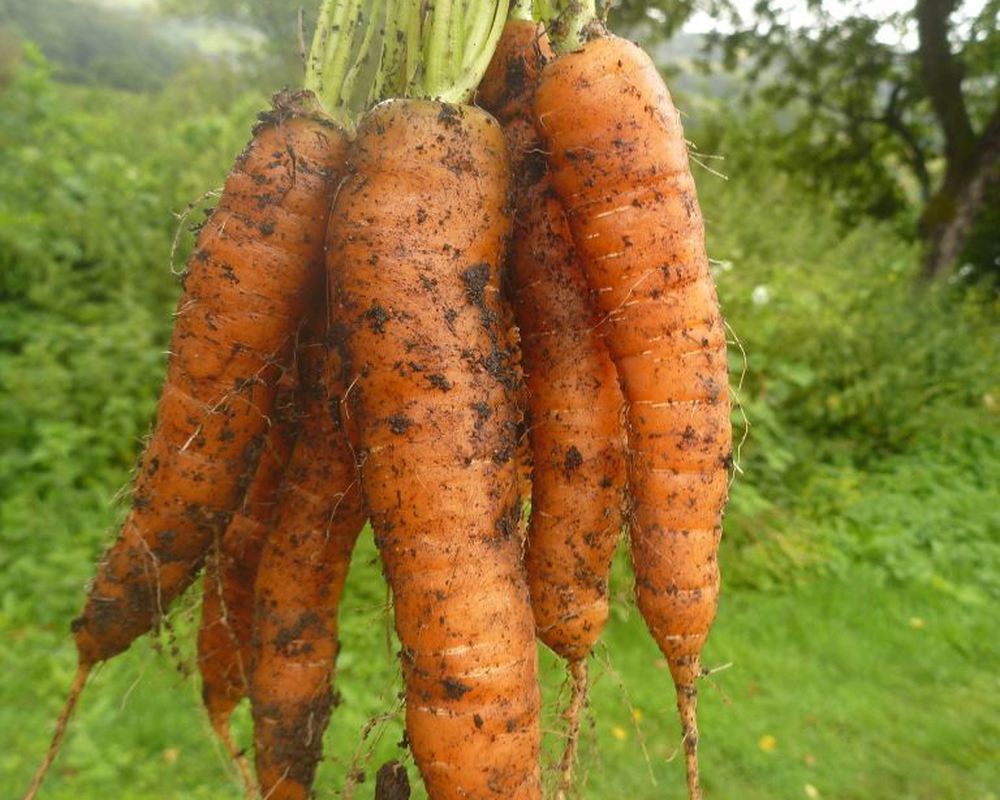 Bunched carrots
