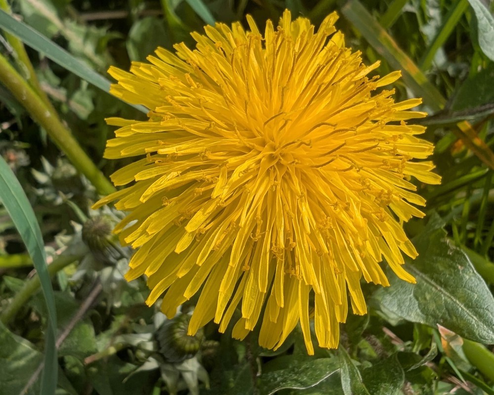 Dandelion Salad 100g (Own Grown)