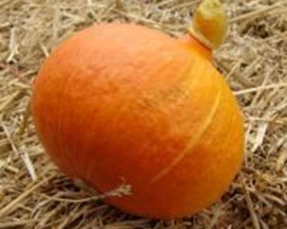 Squash - Uchiki Kuri Organic ES