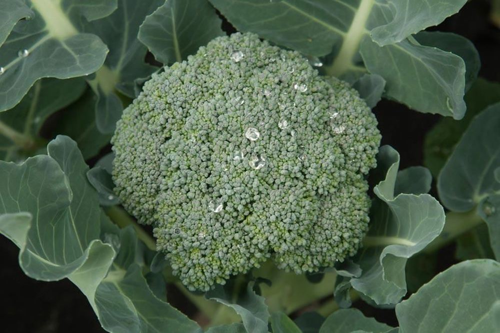 Broccoli, Calabrese