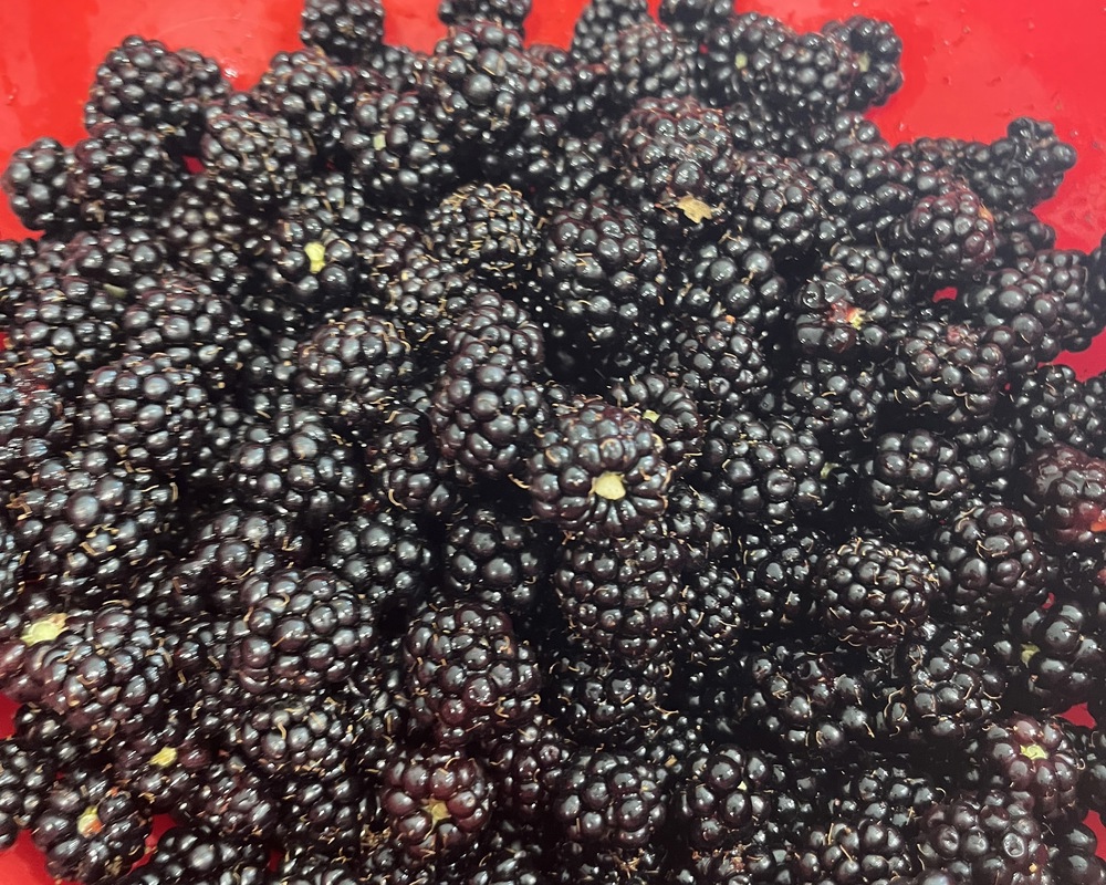 Blackberries