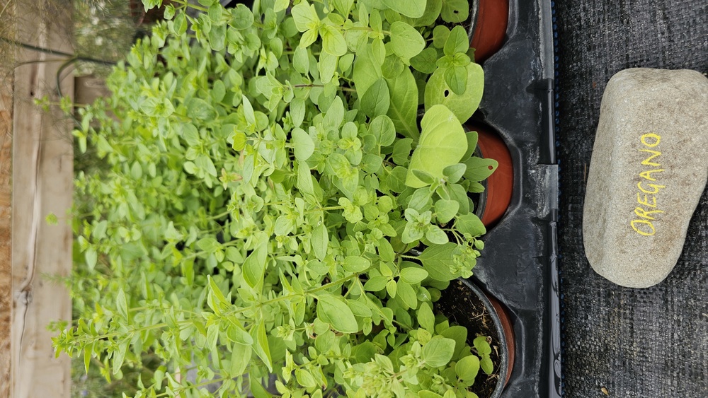 ( Potted x1) Oregano - Large (Own Grown)