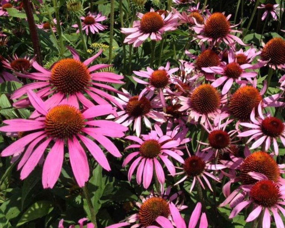 Echinacea