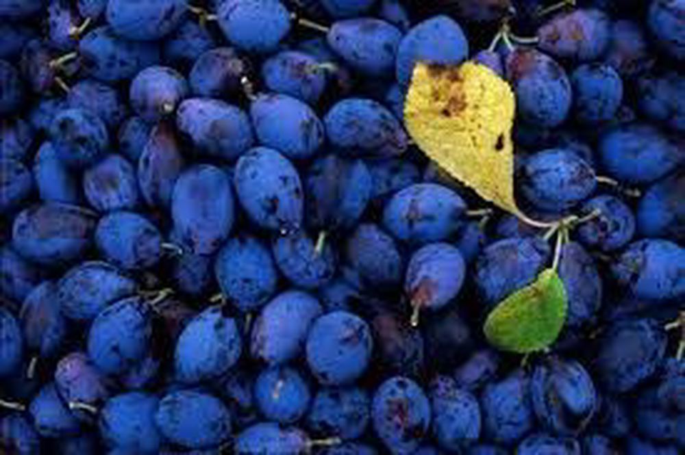 [FROZEN] Damsons (Witherslack, UK)