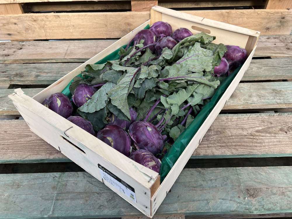 Organic Kohl Rabi Red 15 units
