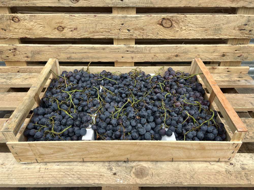 Grapes - Lavallee