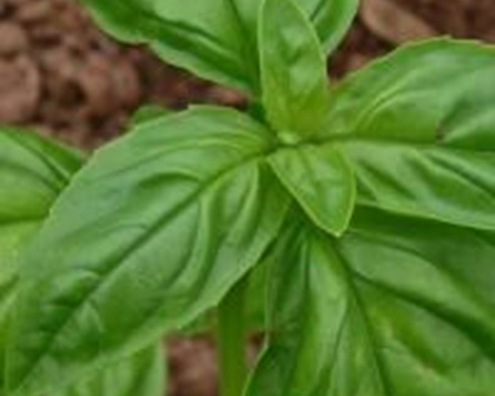 Basil - Organic
