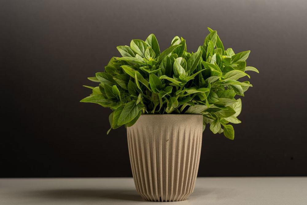 Bush Basil