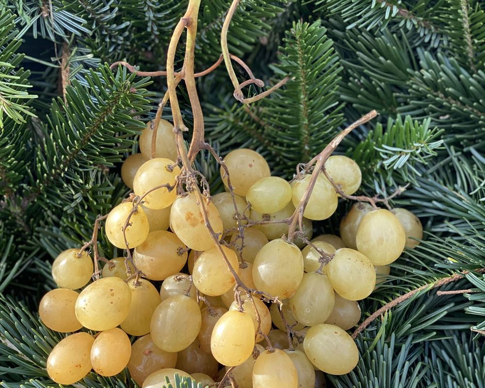 Grapes, Green - approx 250g - Organic