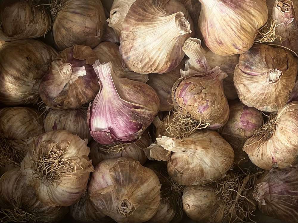 Organic English Garlic