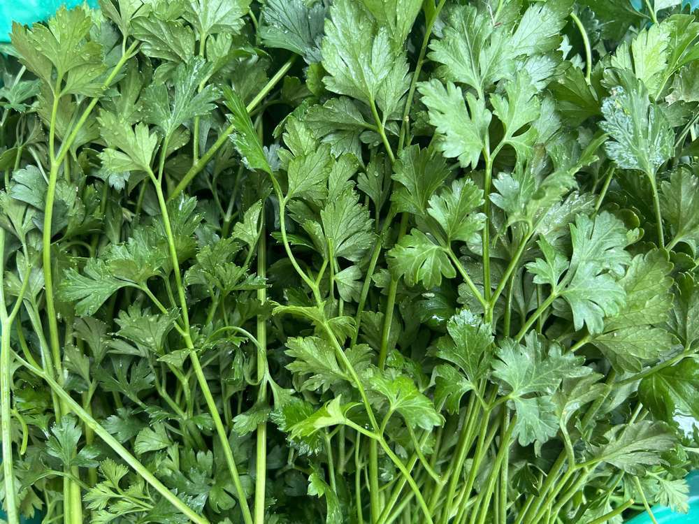 Fresh Organic Coriander (100g)
