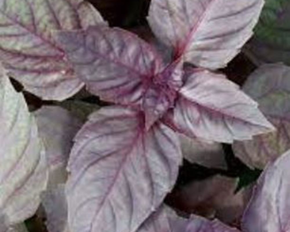 Purple Basil