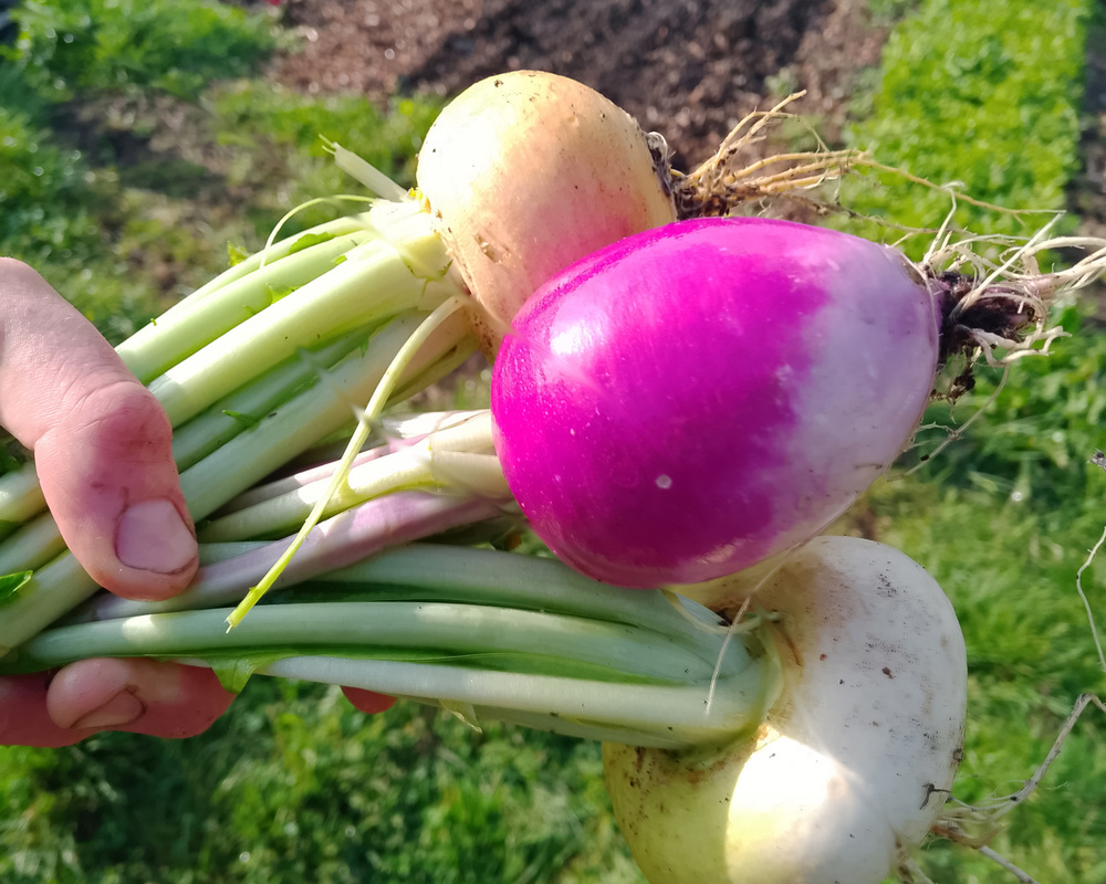 Rainbow Turnip bunch