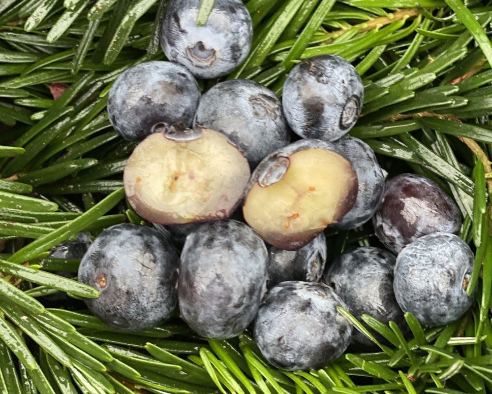 Blueberries - Punnet 125g - Organic